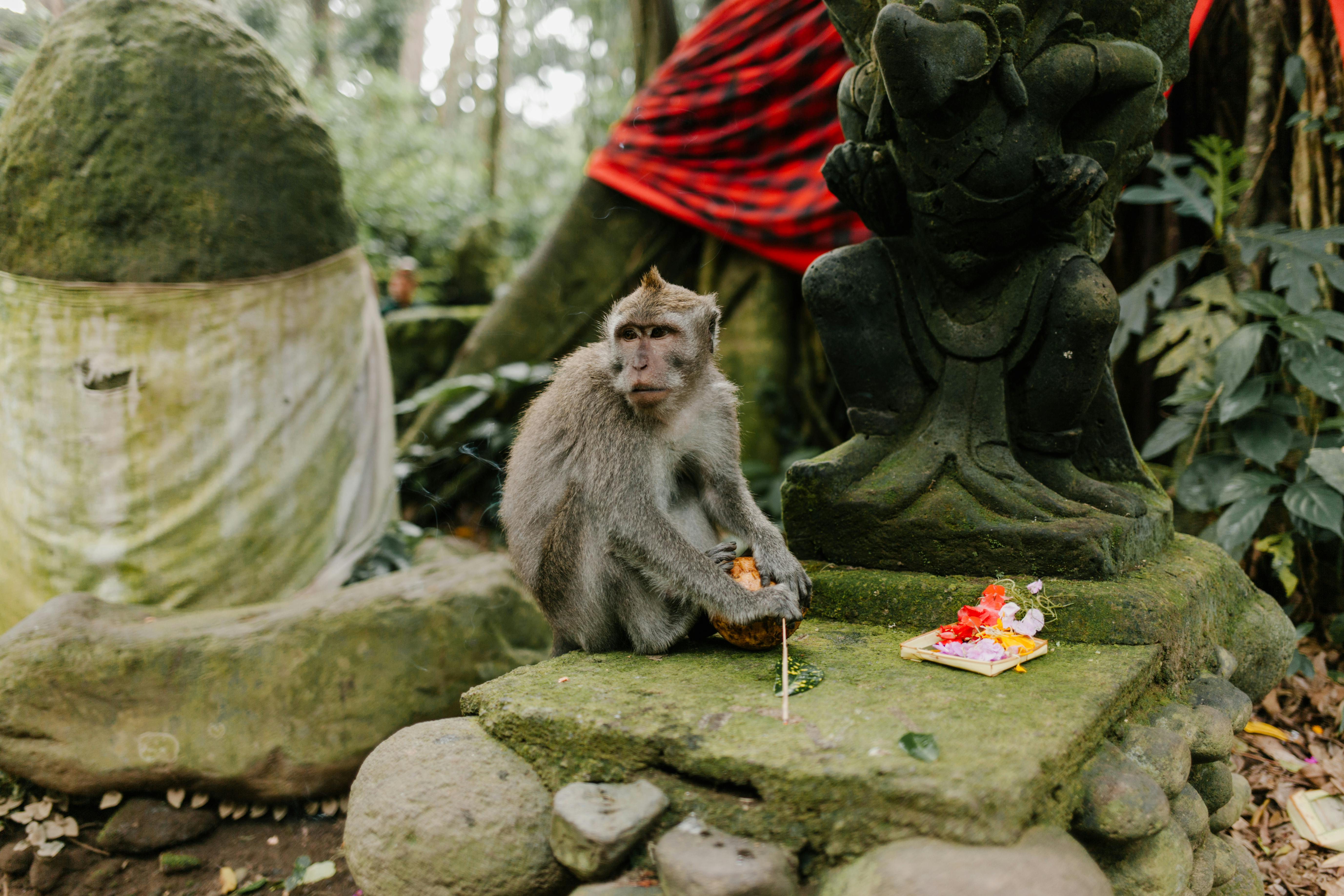 Ubud Monkey Forest